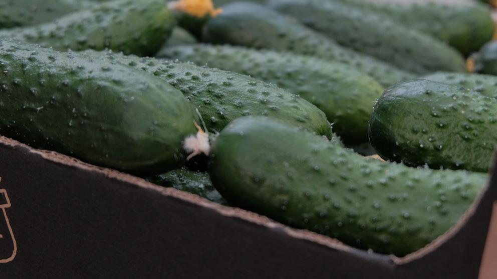 На Ставрополье собрано больше прошлогоднего тепличных огурцов