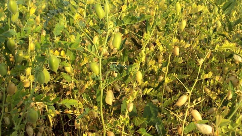 На Ставрополье завершилась уборка зерновых и зернобобовых культур