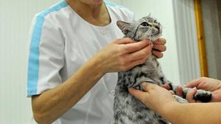 Глава Ставрополья поздравил ветеринаров края с профессиональным праздником