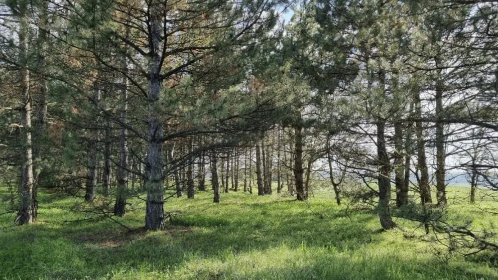 В Ставропольском крае с 1 апреля стартует пожароопасный сезон