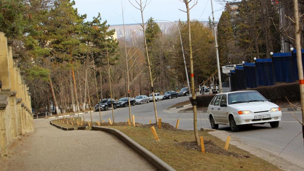 Кисловодск украсят деревьями гинкго билоба и липами