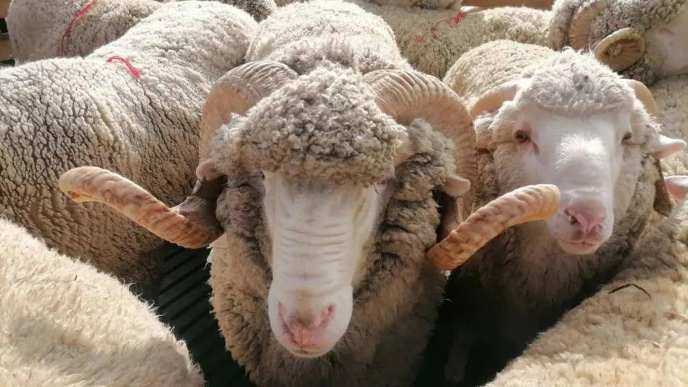 В Апанасенковском округе чествовали тружеников АПК 