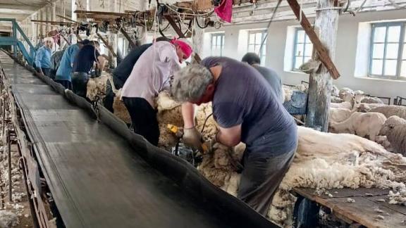 В Апанасенковском округе подведены итоги стрижки овец