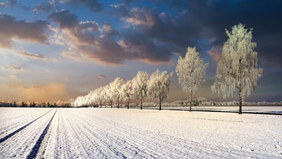Осадки на Ставрополье положительно повлияют на всход озимых