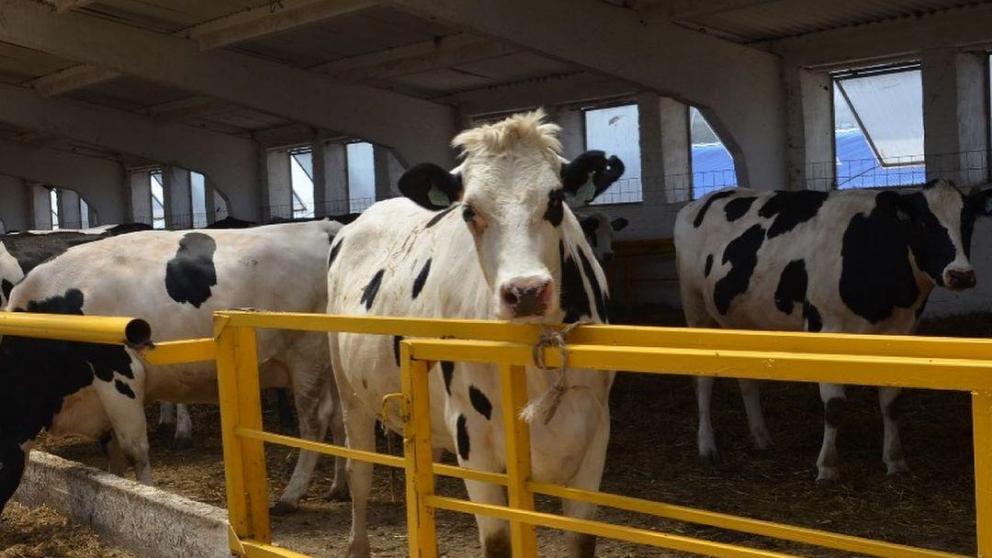 Ставрополью присвоен статус благополучного региона по ветбезопасности