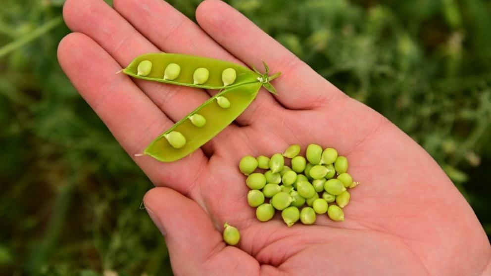 На Ставрополье уже собрали около 30 тысяч тонн гороха