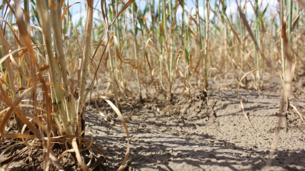 В восточных округах Ставрополья отмечается недостаток дождей