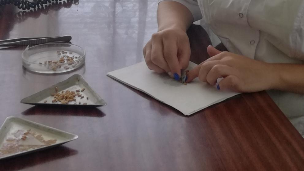 На Ставрополье идёт подготовка к осеннему севу