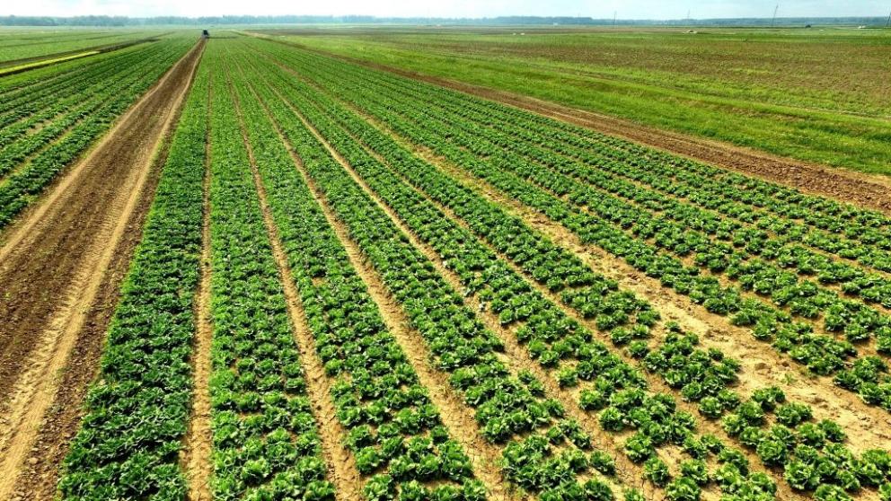 На Ставрополье заканчивают уборку зелени и овощей