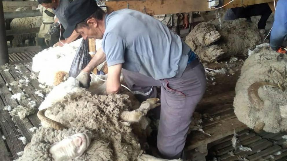 Ставропольская шерсть согреет и болгар, и китайцев