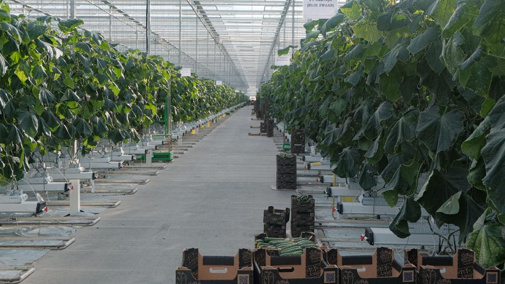 Более 65 млн рублей господдержки получили на Ставрополье овощеводы