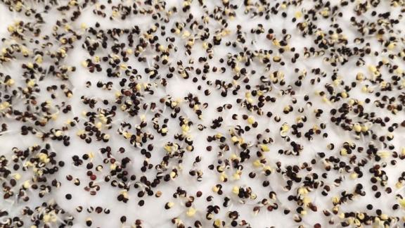 В крае приступили к проверке семян к осеннему севу