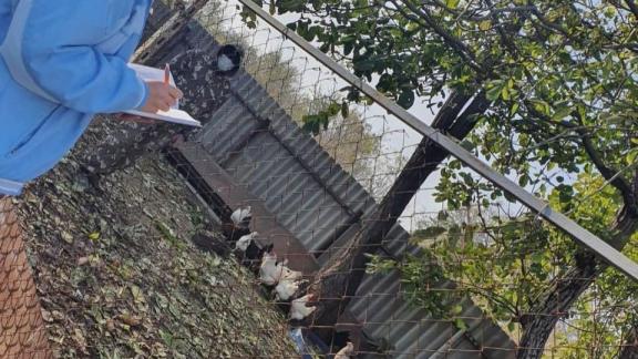 В Изобильненском округе Ставрополья идентифицировали 65 процентов сельхозживотных