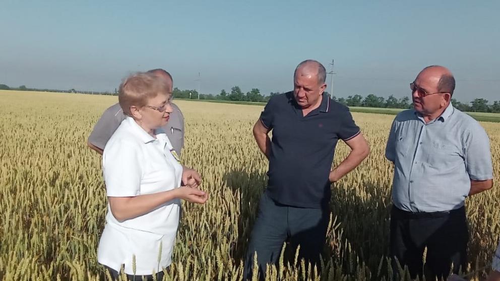 В Туркменском округе Ставрополья перед уборкой объехали поля