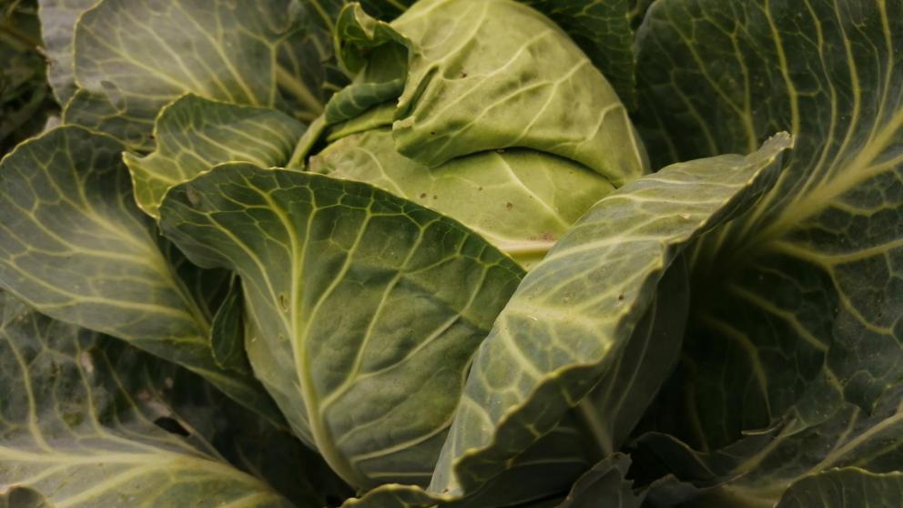 В Ставрополе на ярмарках предложат свежую капусту для засолки