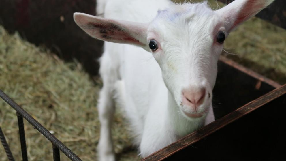 Ставрополье входит в тройку лидеров в России по числу племенных хозяйств