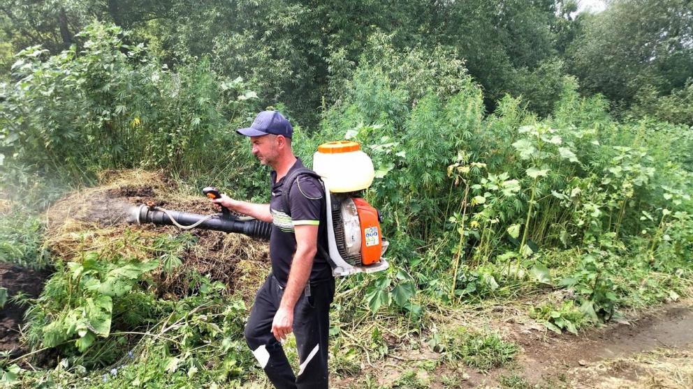 Более 15 тысяч кустов дикорастущей конопли уничтожили в Кисловодске