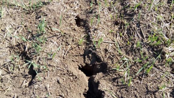 На Ставрополье пернатые помогают аграриям в борьбе с грызунами