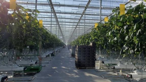 Ставрополье входит в число лидеров в стране по производству овощей закрытого грунта