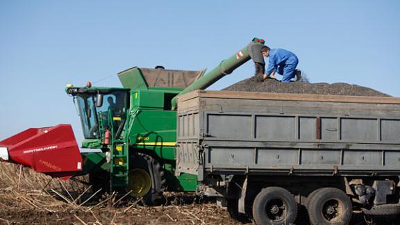 Ставропольские аграрии убрали четверть площадей подсолнечника