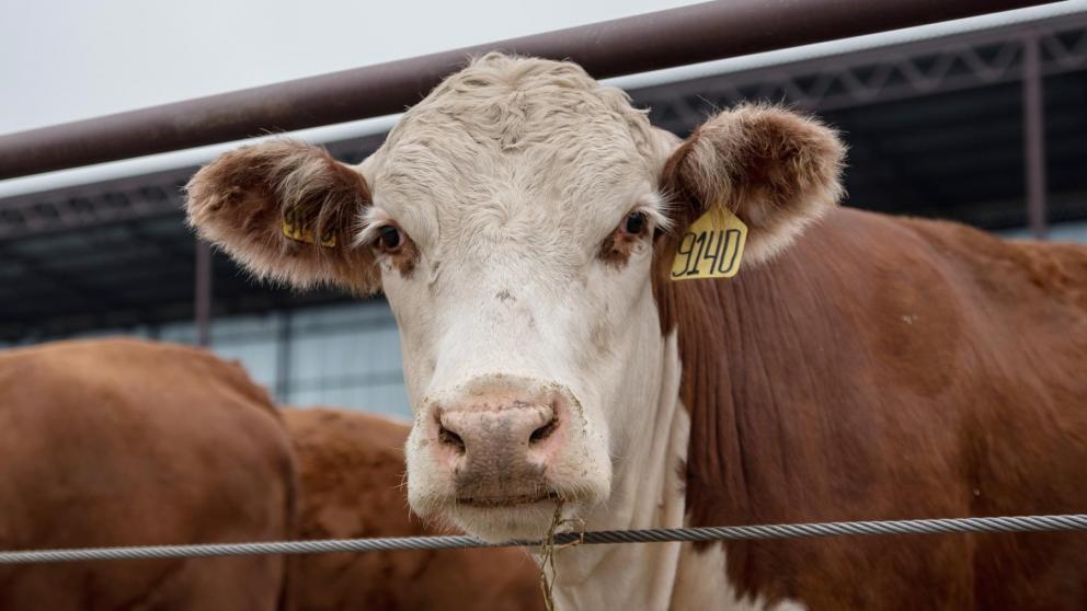 На Ставрополье рекордно вырос объём льготного кредитования аграриев