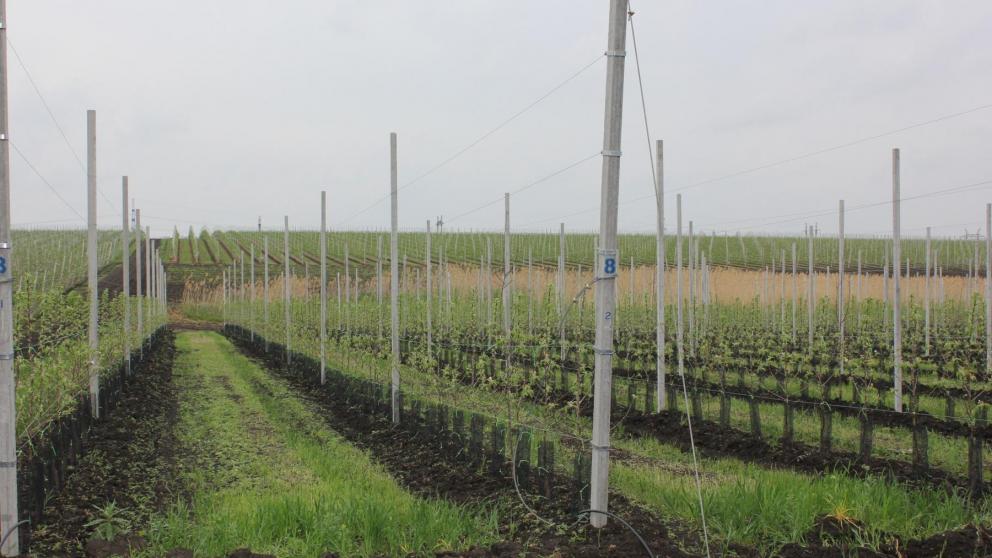 Питомниководство активно развивается на Ставрополье