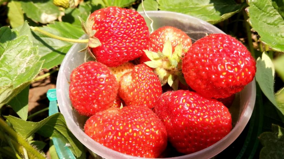 В Нефтекумском округе Ставрополья создано 11 ярмарочных площадок