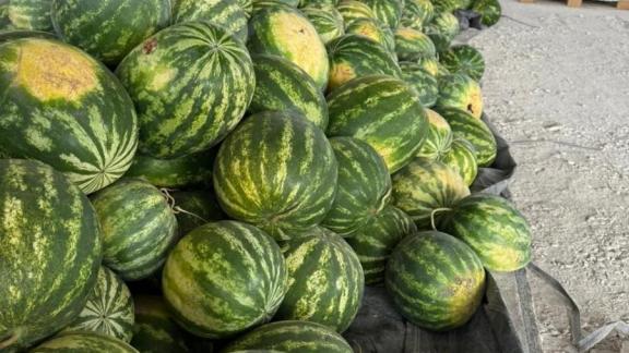 В Предгорном округе Ставрополья вырастили промышленную партию арбузов