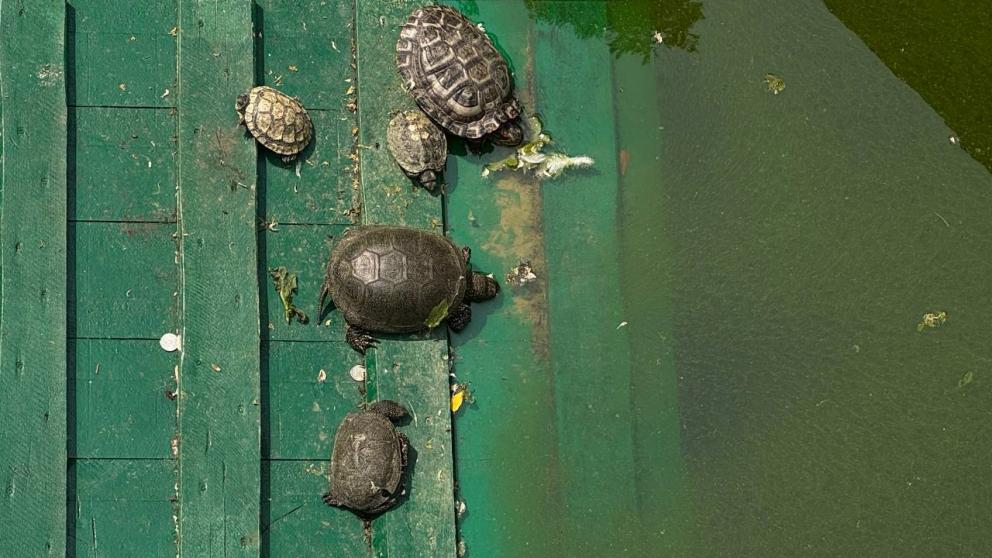 Ставропольский эксперт рассказал о защите экосистемы курортов Кавминвод от красноухих черепах