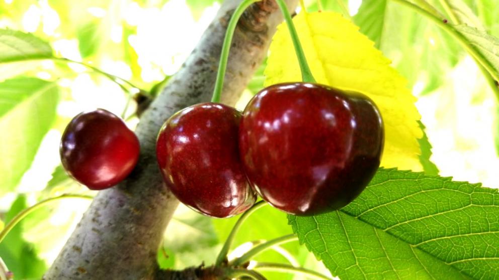 Благотворительный черешневый сад появится в Железноводске