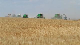 На Ставрополье собрано более 5 миллионов тонн зерна