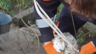 Домашний кот провалился в 22-метровый колодец в станице Незлобной