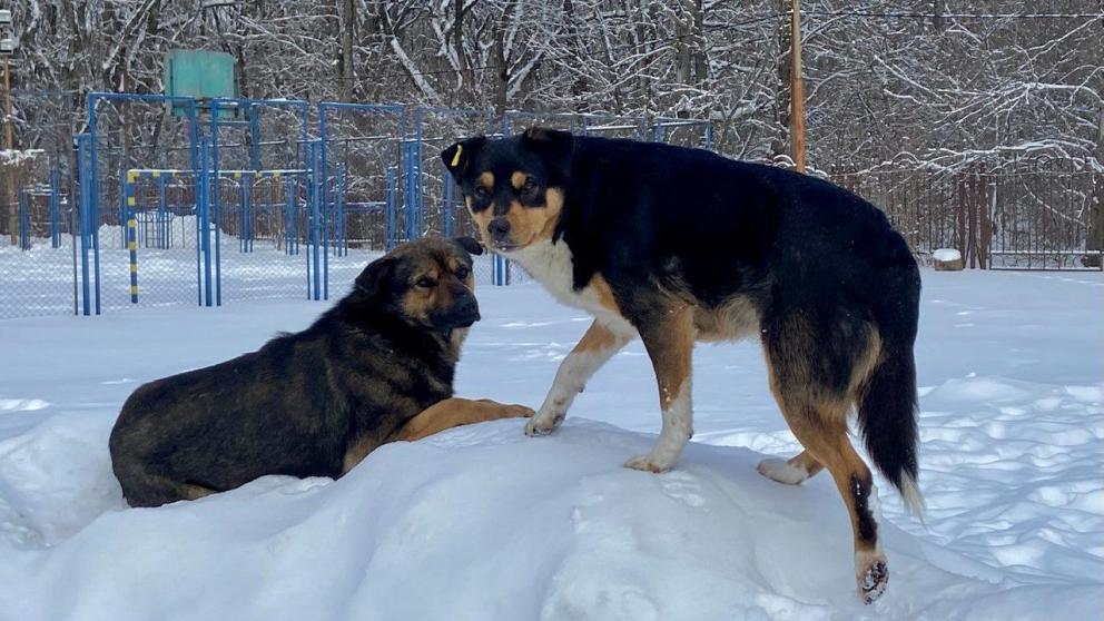 Следком выяснит обстоятельства нападения бродячих собак на подростка в Минводах