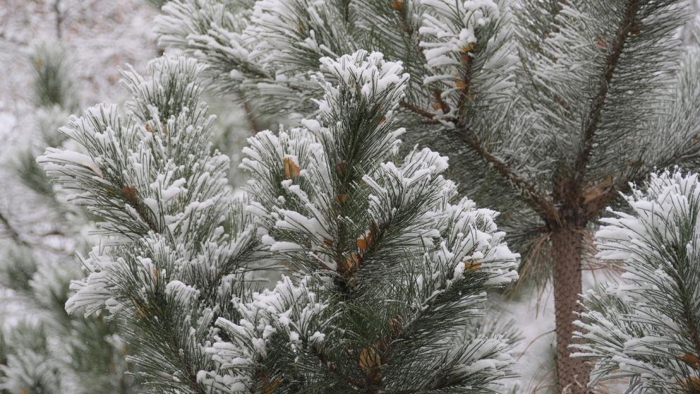 Сильный ветер сохранится на Ставрополье до 28 декабря