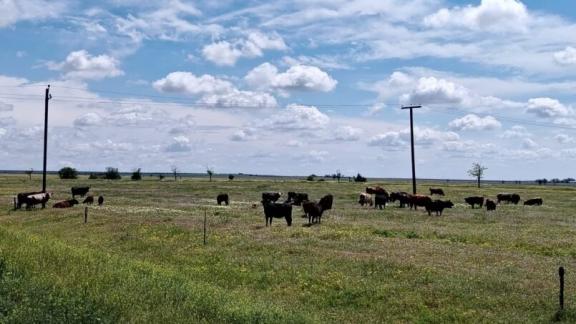 В Апанасенковском округе завершилась экспедиция по изучению кормового потенциала пастбищ