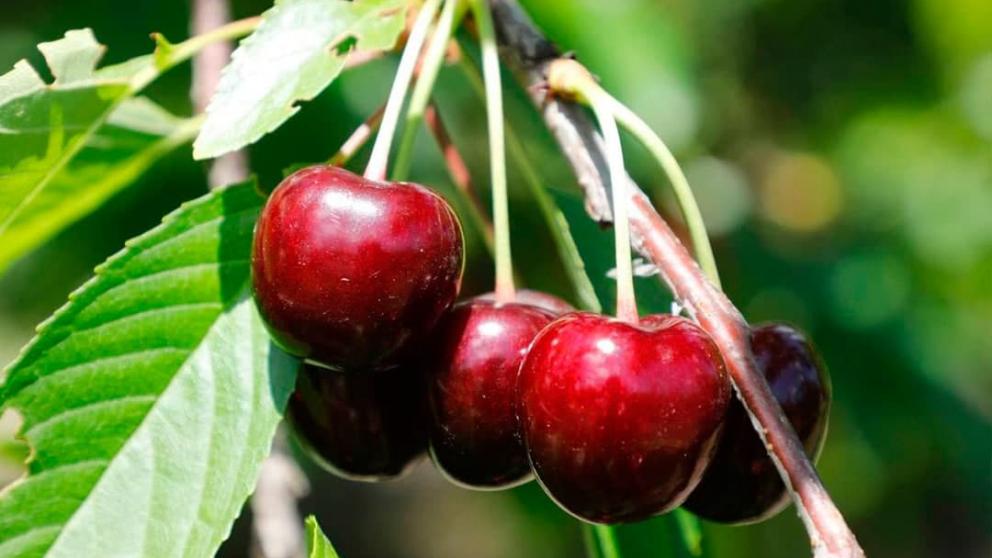 На Ставрополье приступили к сбору черешни