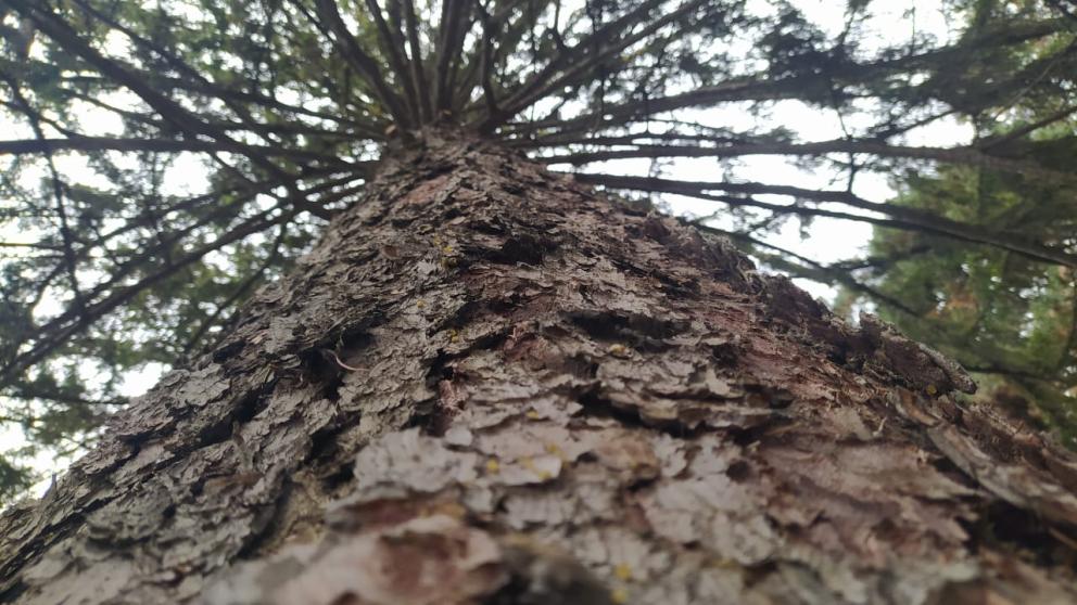 Памятную доску в честь главного дерева России открыли в Кисловодске