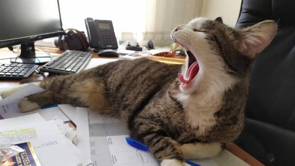 «Хвостатые» блогеры: почему Instagram-аккаунты животных набирают популярность