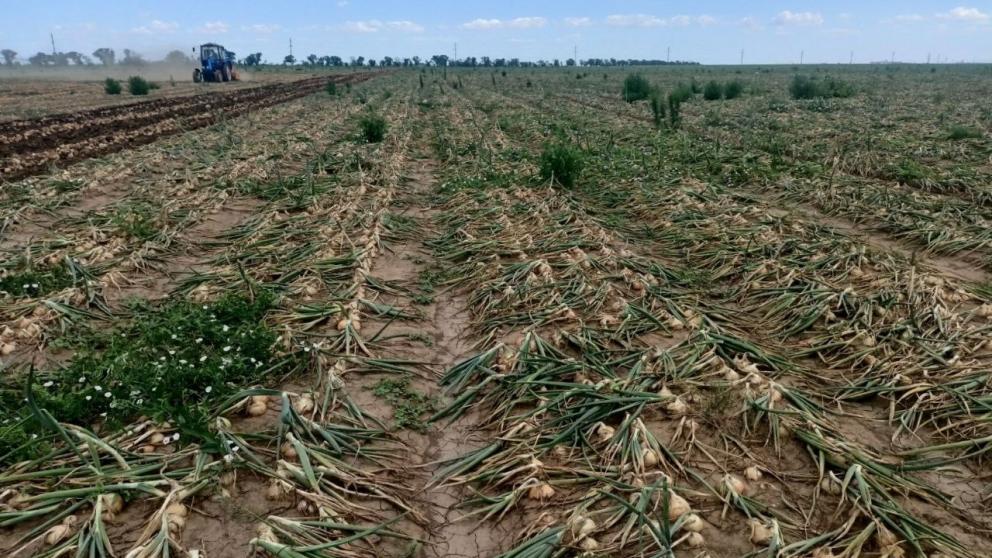 В Будённовском округе Ставрополья начали убирать ранний лук