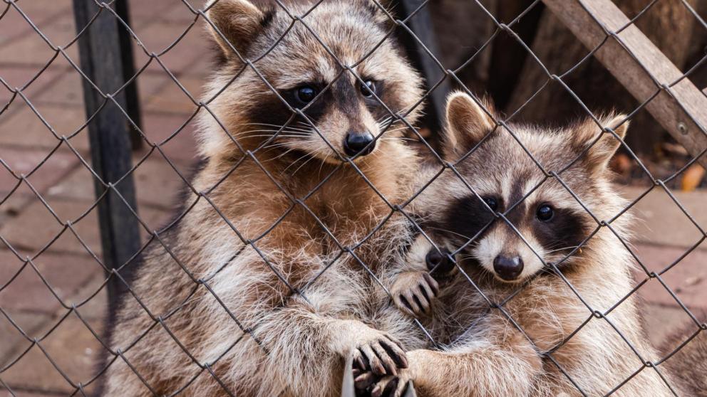 В Ставрополе планируют «выселить» контактный зоопарк из парка Победы
