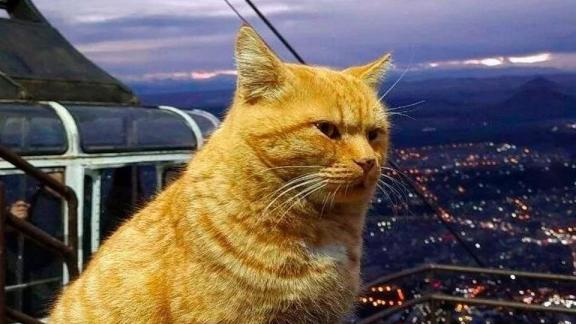 Кот Рыжик стал достопримечательностью пятигорской канатки