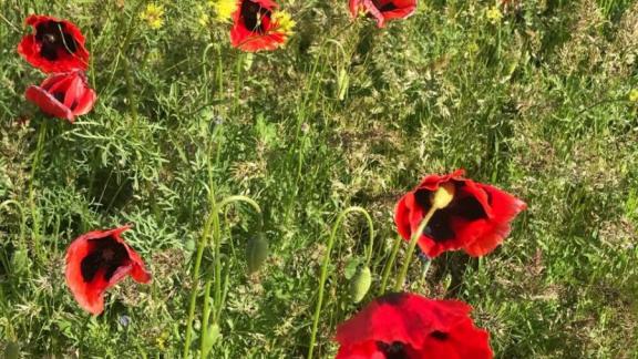 В Предгорном округе Ставрополья распустились краснокнижные маки