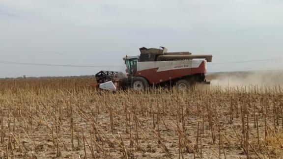 Уборка подсолнечника завершается на Ставрополье