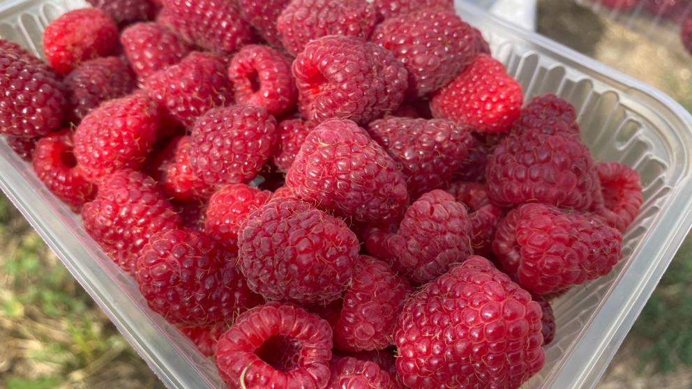 Аграрии Ставрополья делают ставку на развитие ягодной отрасли