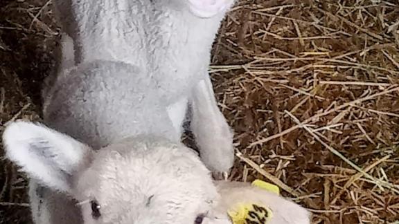 На Ставрополье продолжается массовая окотная кампания овец