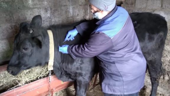 В Новоалександровском округе Ставрополья сделали прививки кроликам