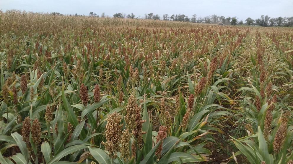 Аграрии Труновского округа Ставрополья увеличивают производство сорго