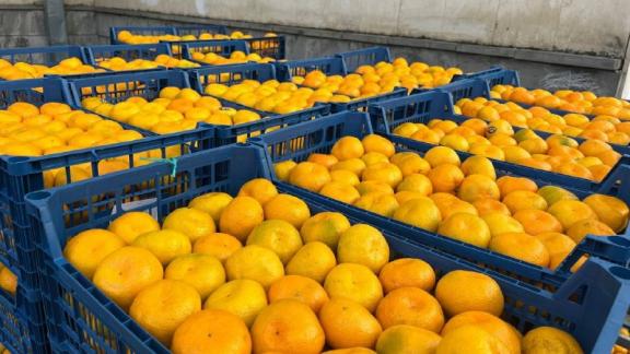 Тонна мандаринов отправится бойцам СВО из Предгорного округа