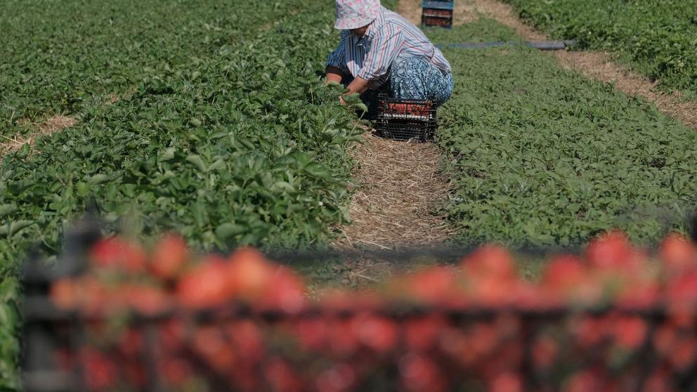 На Ставрополье клубничные урожаи выросли втрое