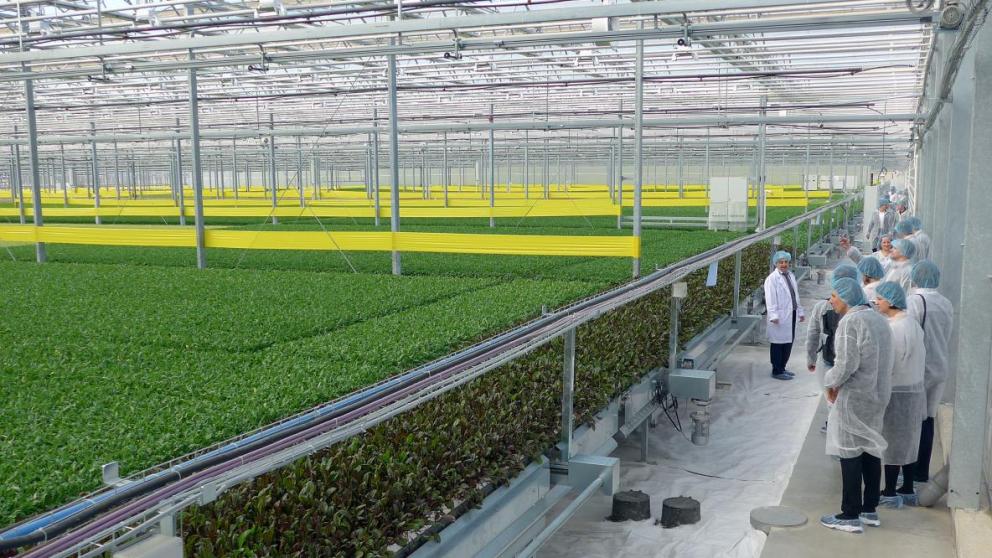 Уникальный тепличный комплекс появился в окрестностях Кисловодска